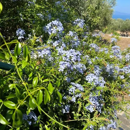 Pefnos