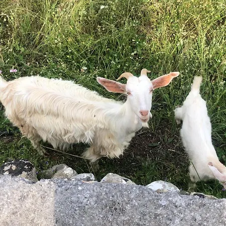 Pefnos * Agios Nikolaos (Mani)