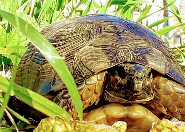 Pefnos Ferienhaus Agios Nikolaos (Mani)