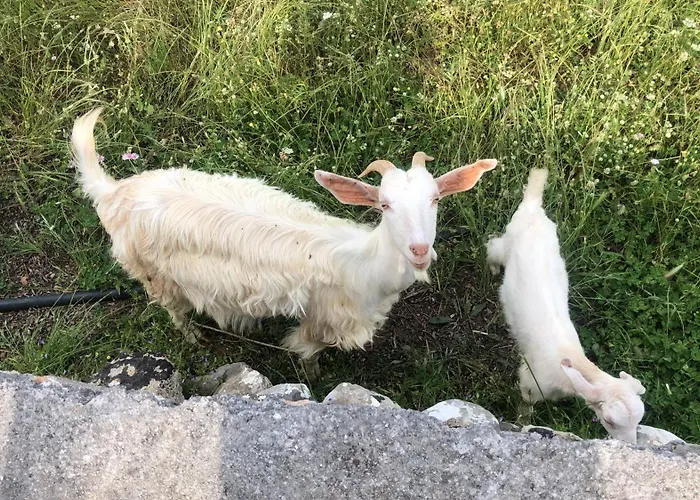 Pefnos * Agios Nikolaos (Mani)
